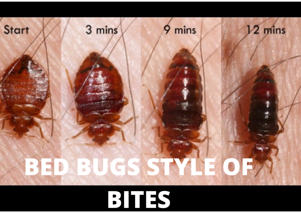 Side Effect Of Bed Bugs Bites